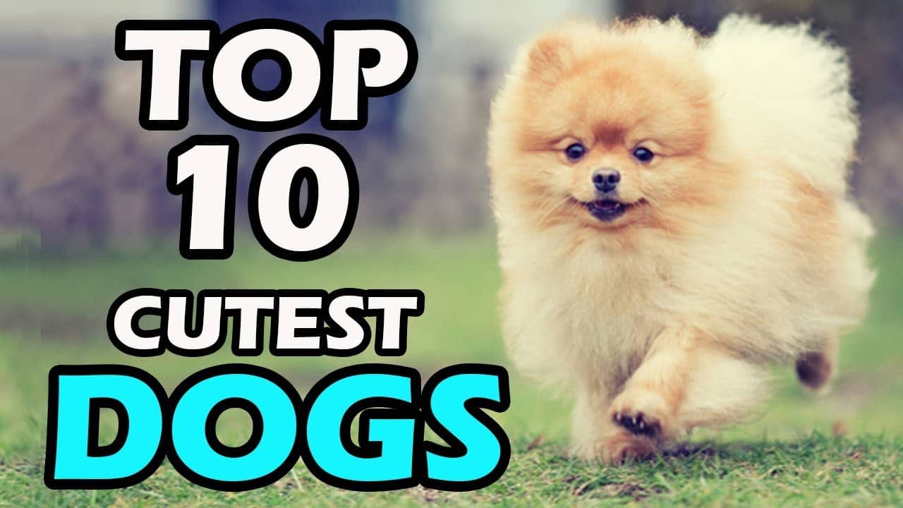 Cutest dogs in the world