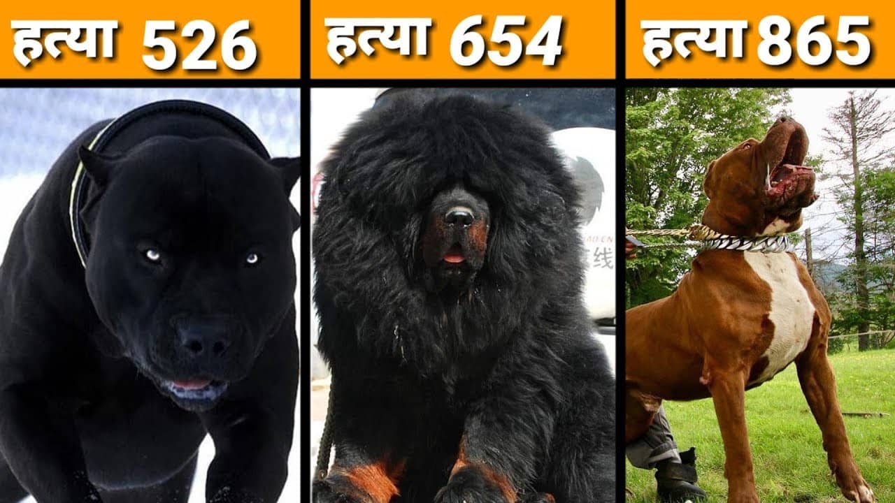 Most dangerous dogs in The World