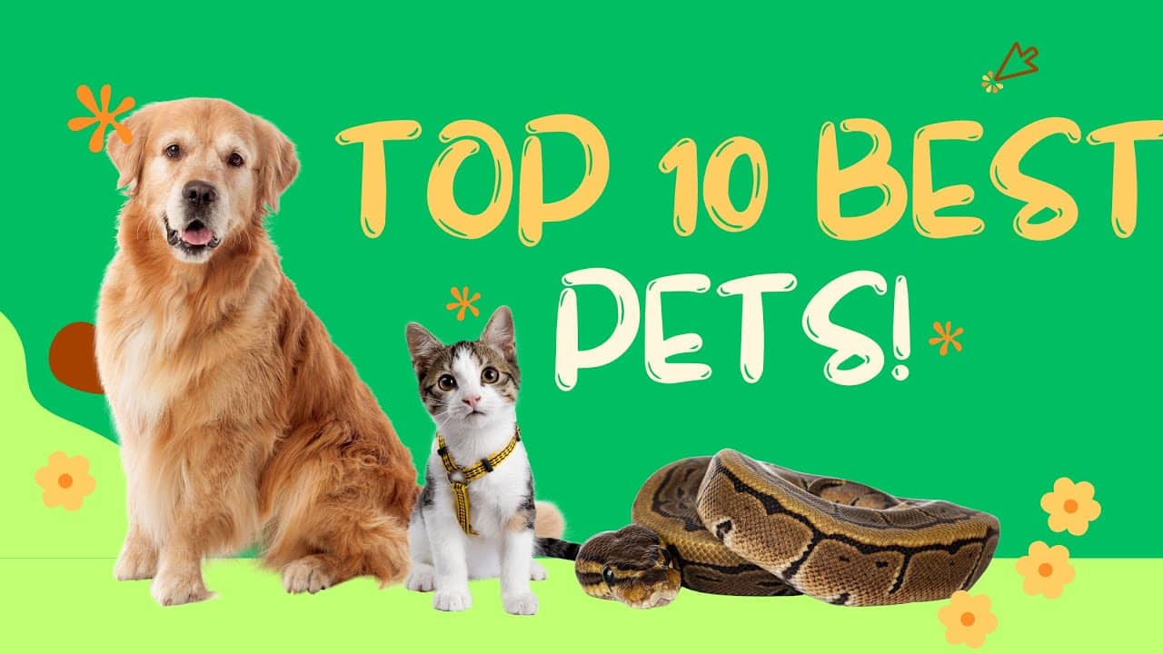Top Ten Best Pets