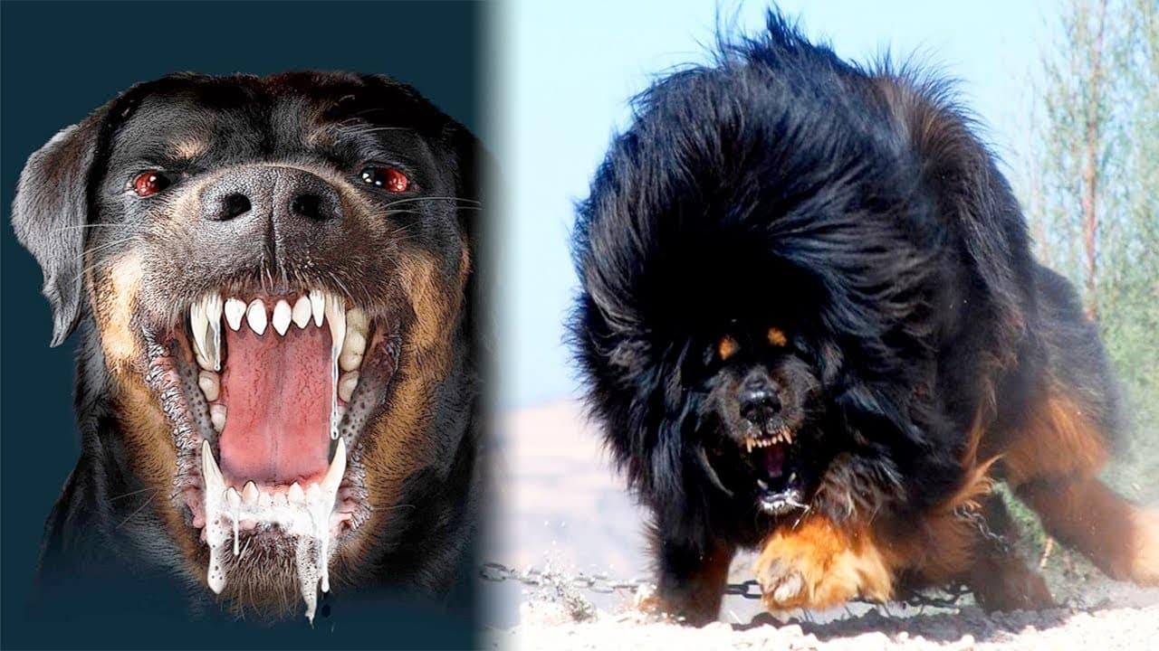 Most dangerous dogs in The World