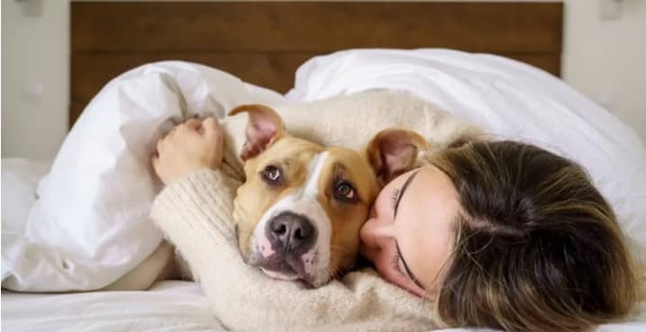 Top 10 Worst Animals Find Your Bed