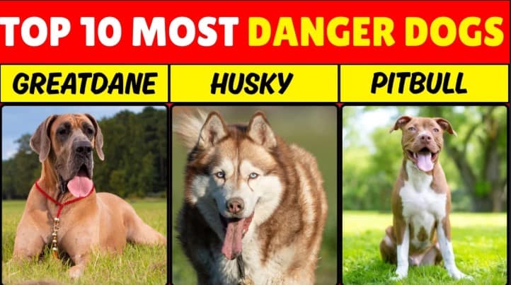 Most dangerous dogs in The World